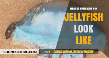 Australian Box Jellyfish: A Deadly, Beautiful Predator