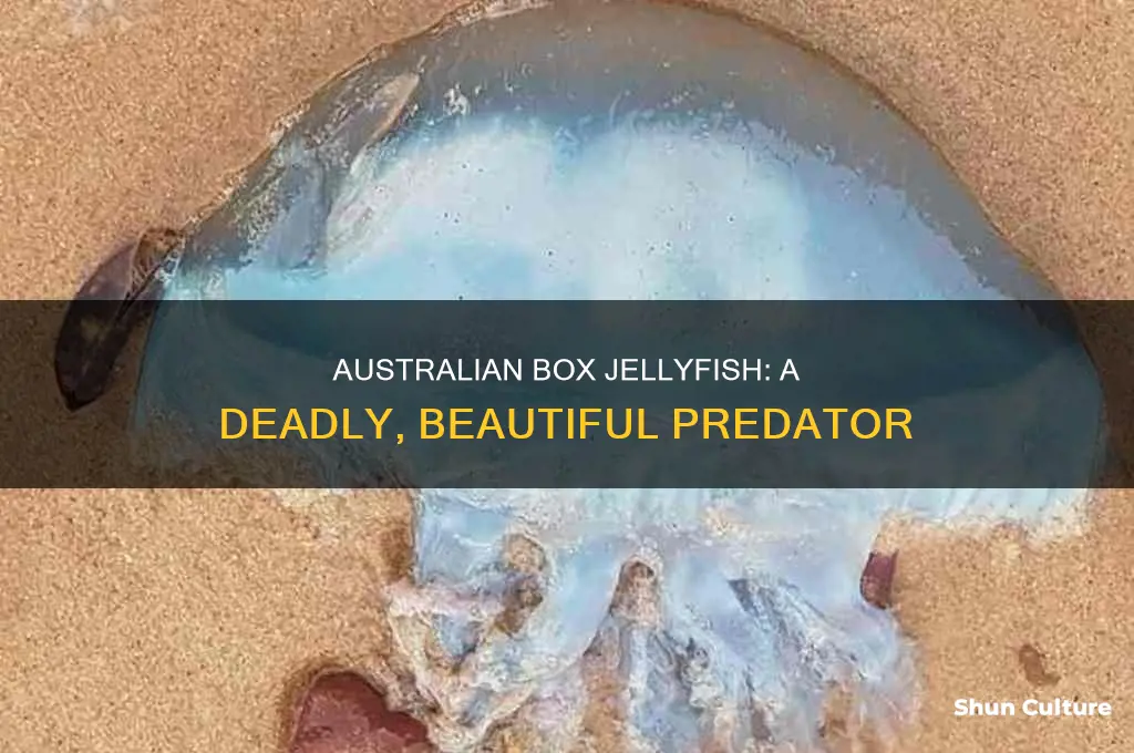 what do australian box jellyfish look like