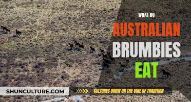 Brumbies' Diet: What Do Australia's Wild Horses Eat?