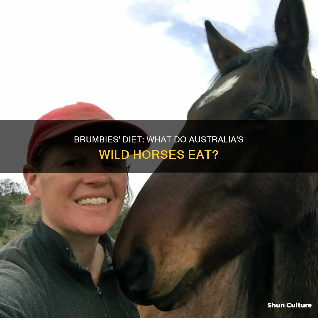 what do australian brumbies eat