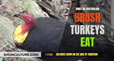 Australian Brush Turkeys: Their Unique Diet Explored