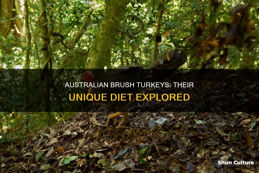 what do australian brush turkeys eat