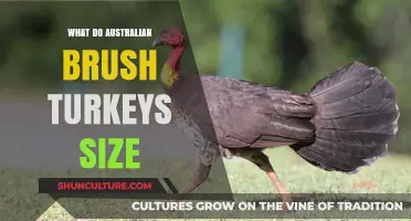 Brush Turkey Sizing: Australia's Unique Birds