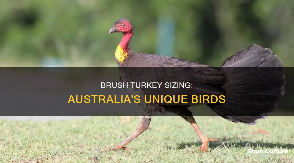 what do australian brush turkeys size