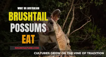 Australian Brushtail Possums: What's on the Menu?