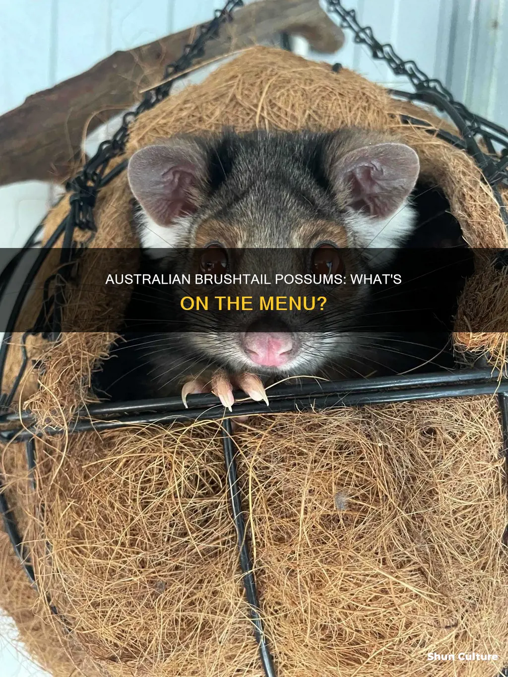 what do australian brushtail possums eat