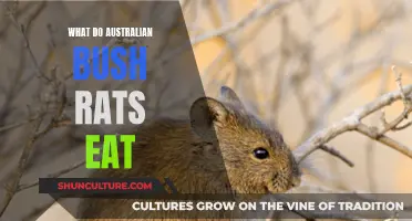 Bush Rats' Diet: What Do They Eat?