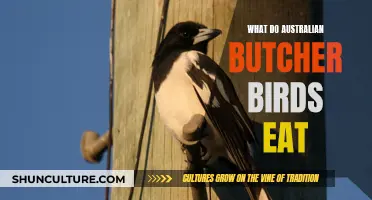 Butcher Birds' Diet: What Do They Eat in Australia?