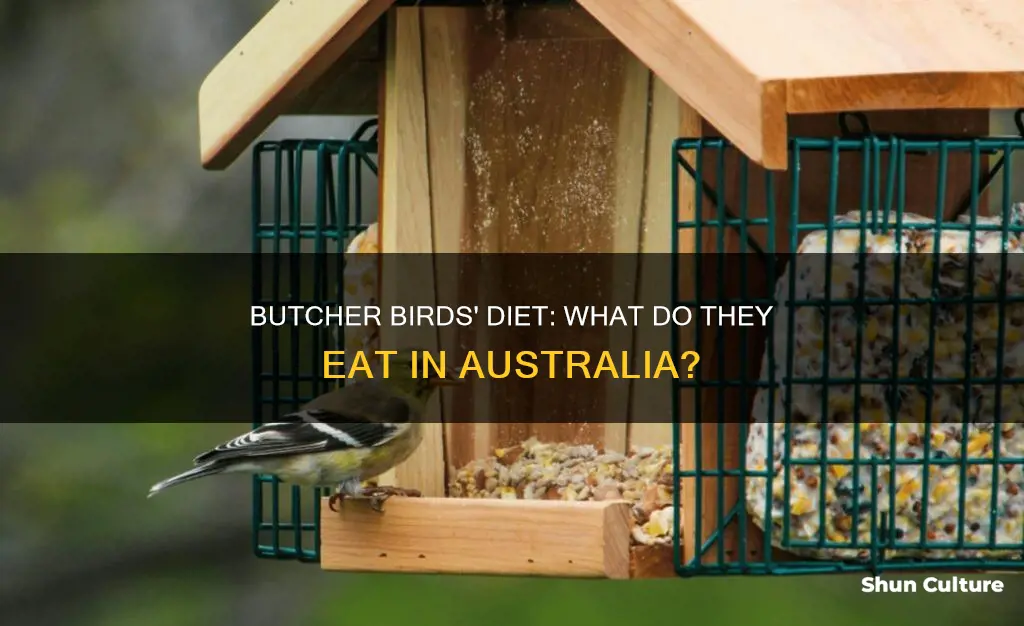 what do australian butcher birds eat