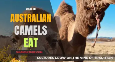 Camel Diet Down Under: What Do Australian Camels Eat?