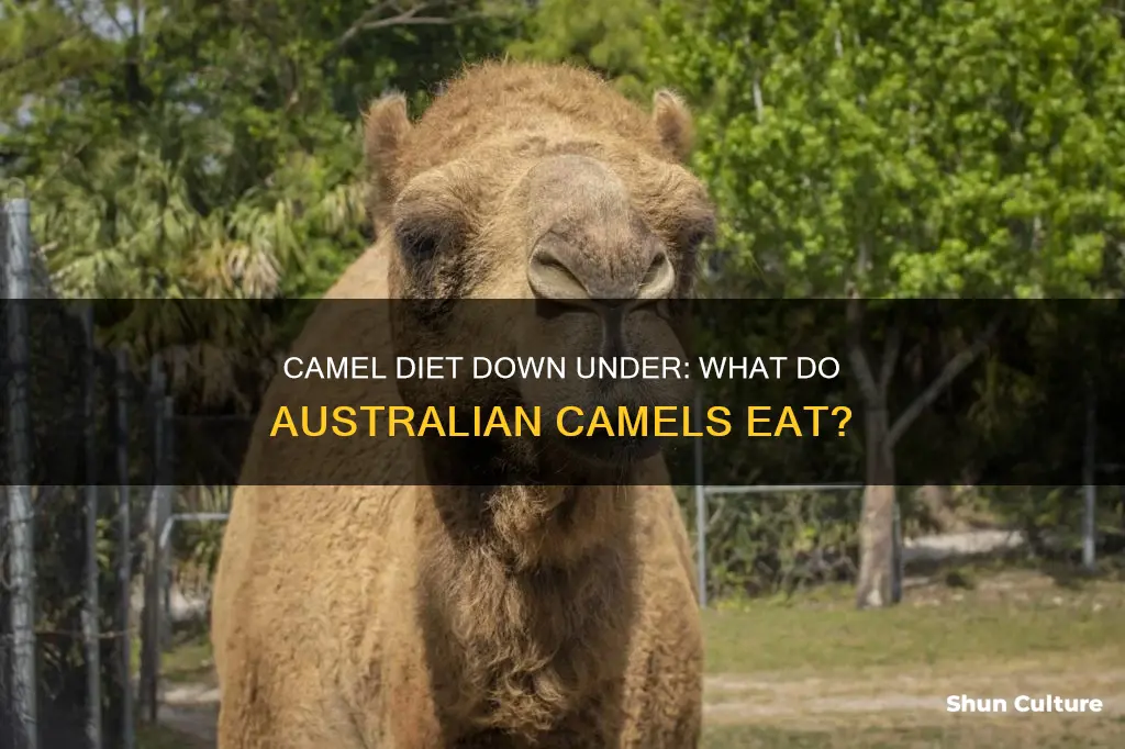 what do australian camels eat