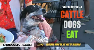 Australian Cattle Dogs' Diet: What Do They Eat?