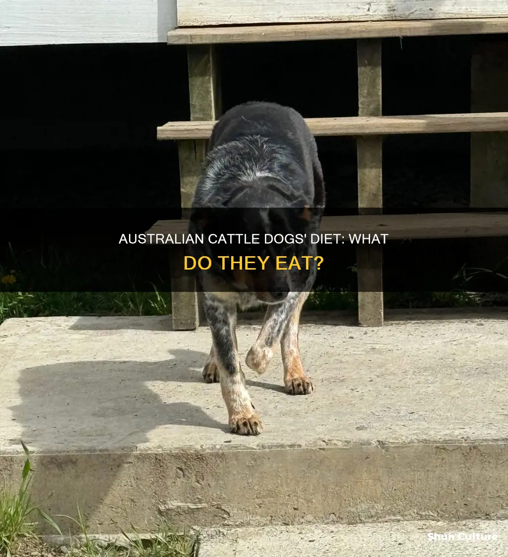 what do australian cattle dogs eat