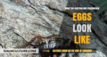 Appearance of Australian Cockroach Eggs: What You Need to Know