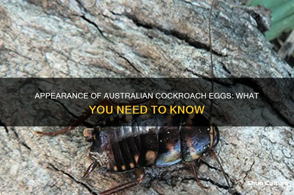 what do australian cockroach eggs look like
