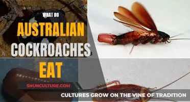 Australian Cockroach Diet: What Do They Eat?