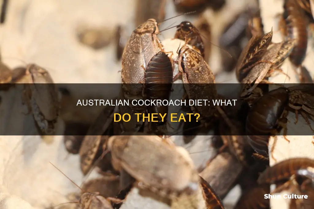 what do australian cockroaches eat