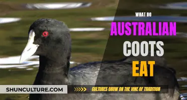 Australian Coots' Diet: What Do They Eat?