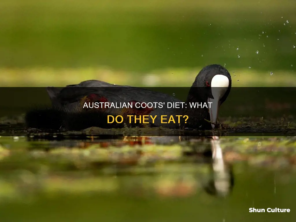 what do australian coots eat