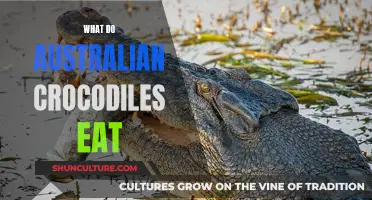 Australian Crocodiles' Diet: What They Eat and Why