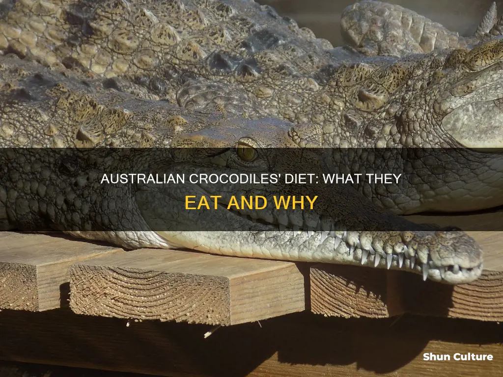what do australian crocodiles eat