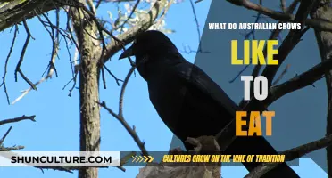 Exploring Australian Crows' Favorite Foods
