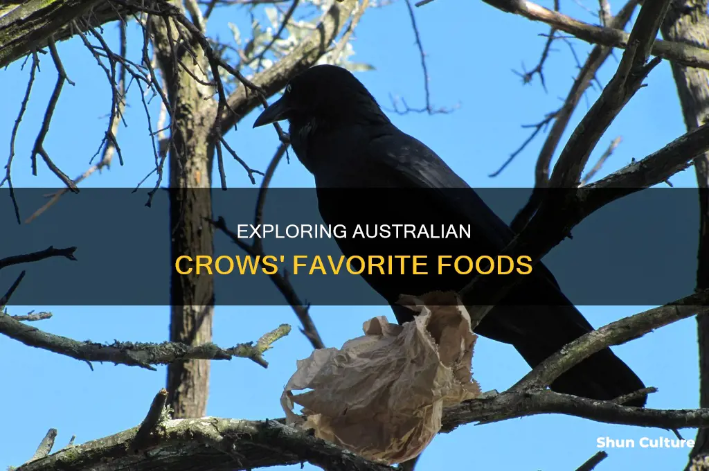 what do australian crows like to eat