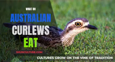 Australian Curlews' Diet: What Do They Eat?