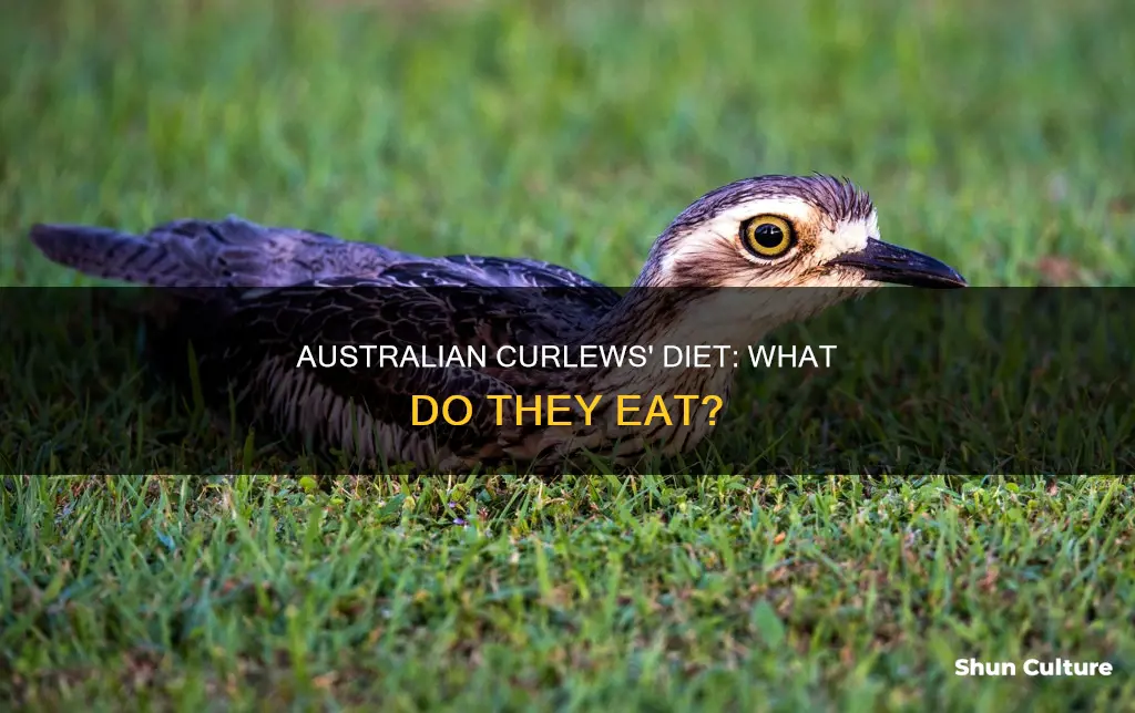 what do australian curlews eat