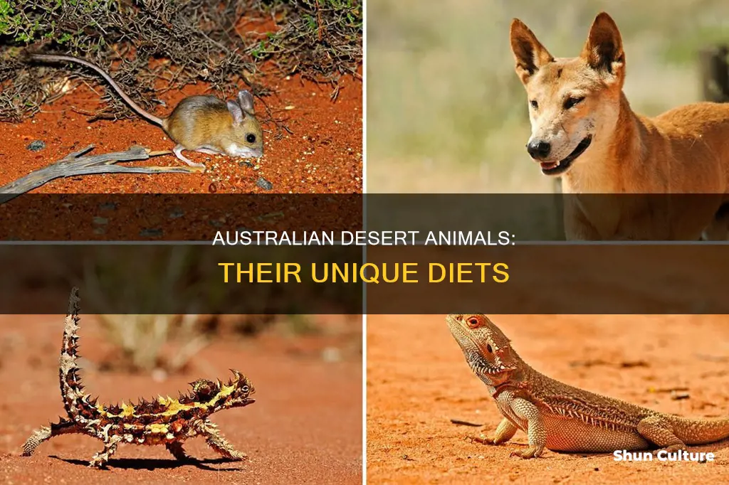 what do australian desert animals eat