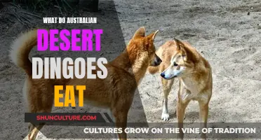 Australian Desert Dingoes: Their Diet Explored