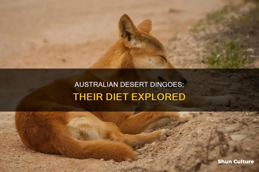what do australian desert dingoes eat
