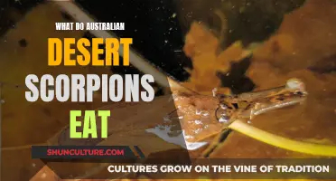 Australian Desert Scorpions: Their Unique Diet Explored