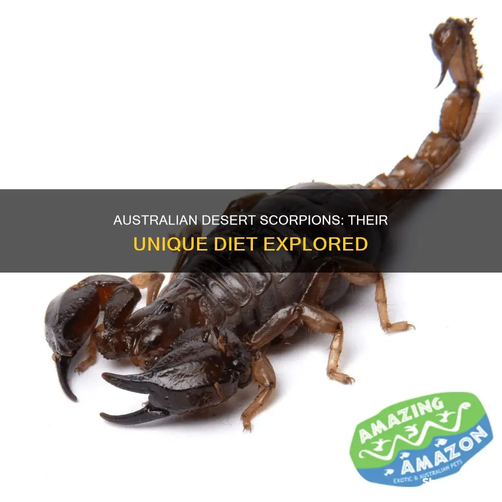what do australian desert scorpions eat