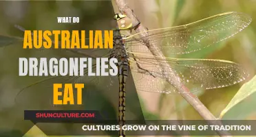Dragonflies' Diet: A Guide to Australian Species' Appetites