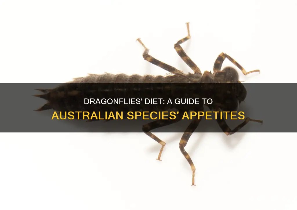 what do australian dragonflies eat