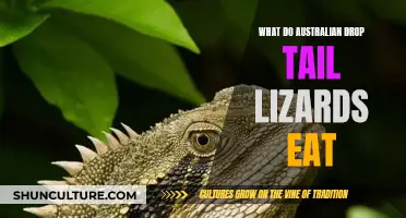 Australian Drop-tail Lizards: Understanding Their Unique Dietary Habits