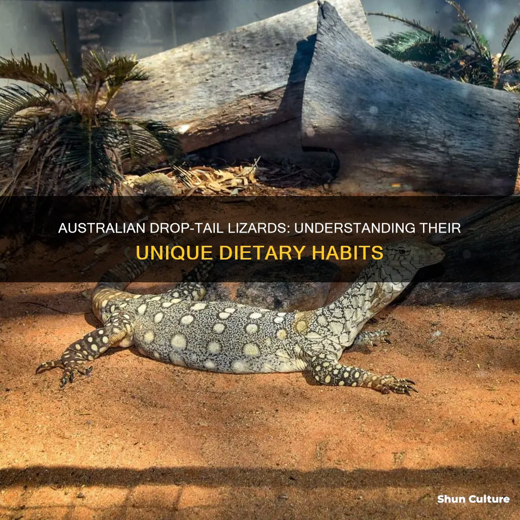 what do australian drop tail lizards eat