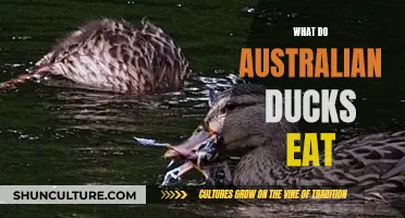 Exploring the Diet of Australian Ducks: What Do They Eat?