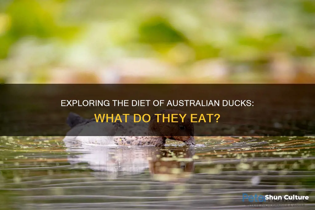 what do australian ducks eat