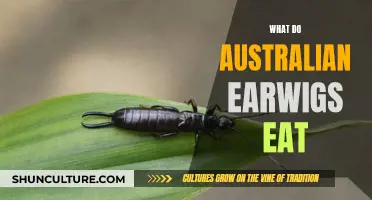 Earwig Eating Habits: An Australian Perspective