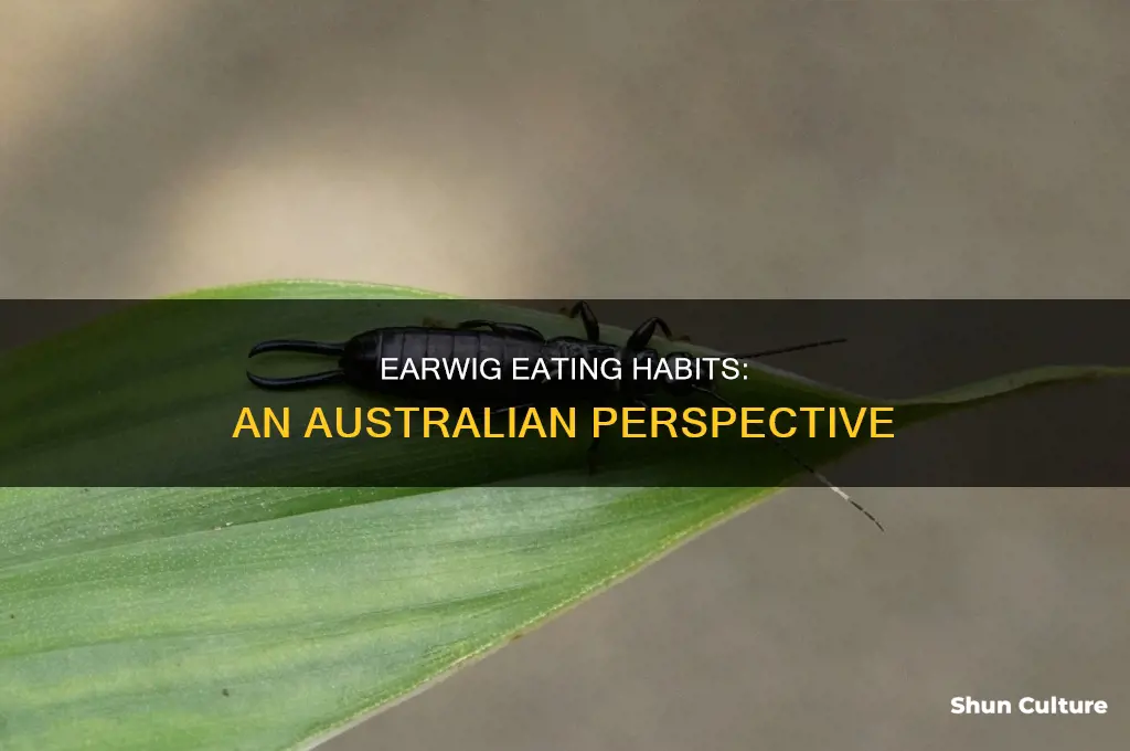 what do australian earwigs eat
