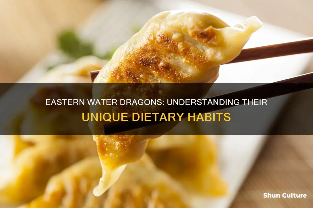 what do australian eastern water dragons eat