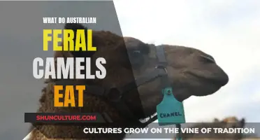 The Eating Habits of Australia's Feral Camels Explored
