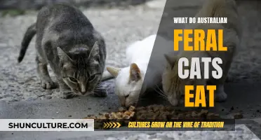 Australian Feral Cats' Diet: Understanding Their Hunting Habits
