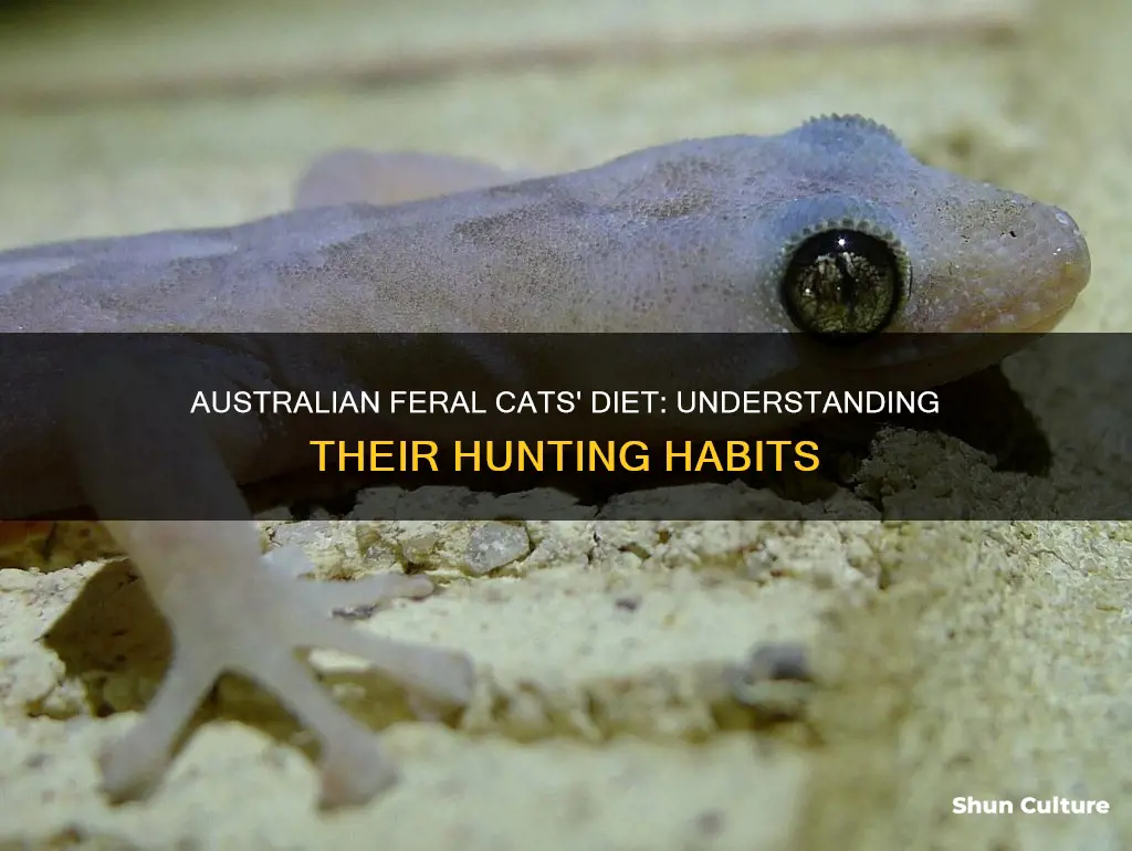 what do australian feral cats eat