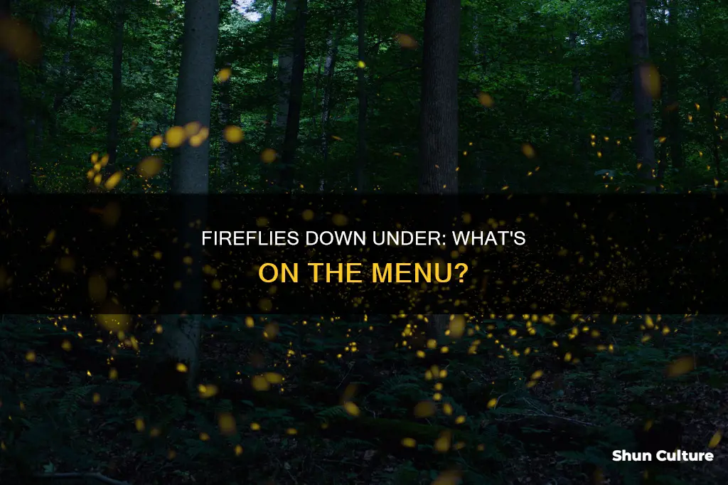 what do australian fireflies eat