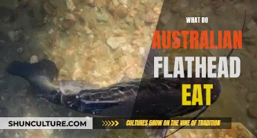 Flathead Feeding: What Do These Australian Fish Eat?