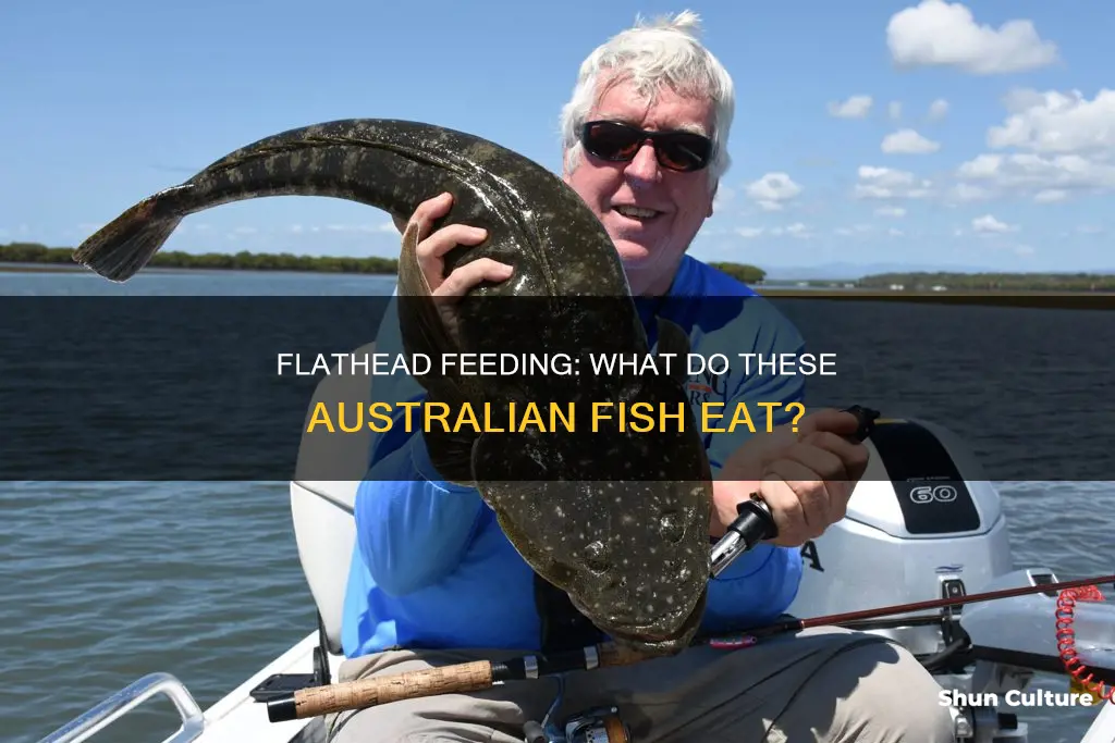 what do australian flathead eat