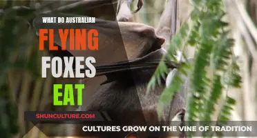 Australian Flying Foxes: Their Unique Diet Explored